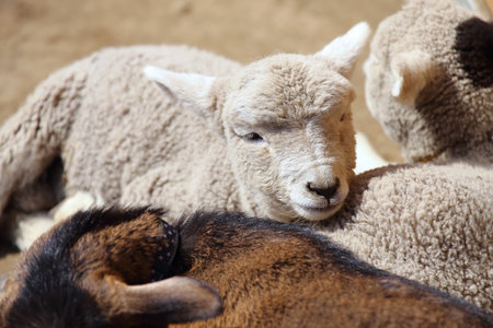 Cute lambsの写真素材