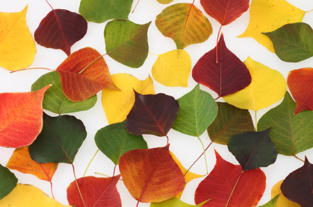 Colorful autumn fall leavesの写真素材