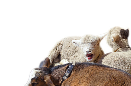 Cute lamb, white backgroundの写真素材