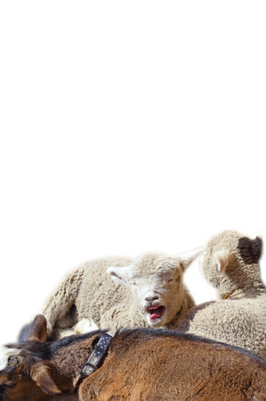 Cute lamb, white background