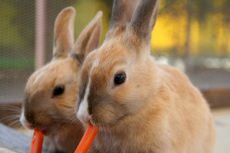 Young rabbits eating carrotの写真素材