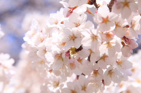 Cherry blossoms in springの写真素材