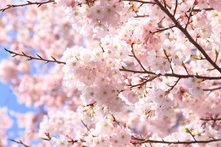 Cherry blossoms in full bloomの写真素材
