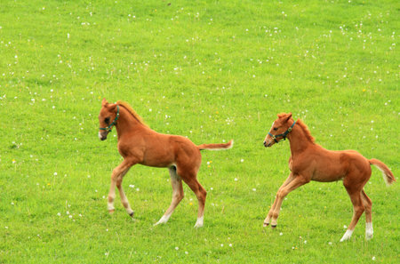 Cute foals on a spring pasture