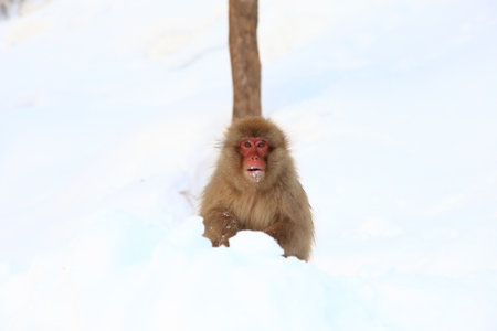 Snow Monkey in Jigokudani Yaenkoen, Japanの写真素材