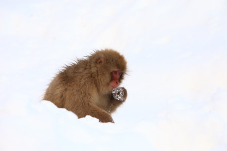 Snow Monkey in Jigokudani Yaenkoen, Japanの写真素材