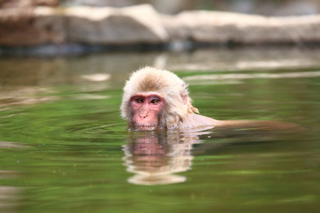 Japanese monkey in hot springの写真素材