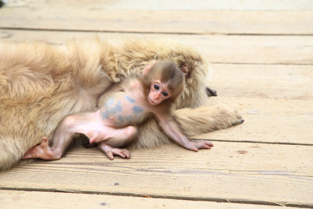 Cute little baby monkeyの写真素材