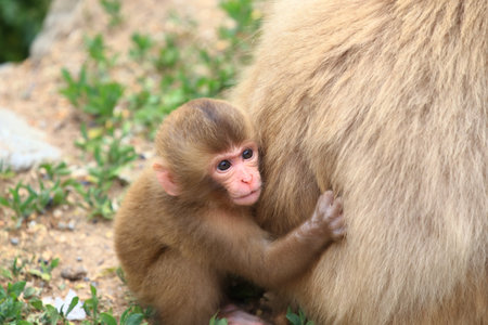 Baby monkey hanging on to it's motherの写真素材