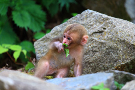 Cute little baby monkeyの写真素材