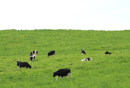 Holstein cows grazing in a green meadowの写真素材