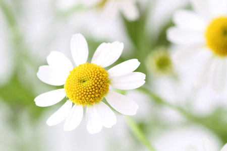 Camomile flowersの写真素材