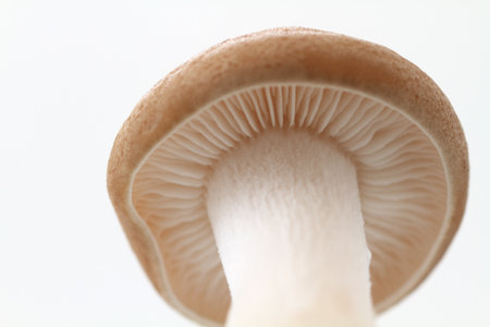 Close up of brown beech mushroom