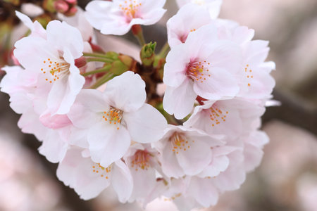 Close up of cherry blossom in Japanの写真素材