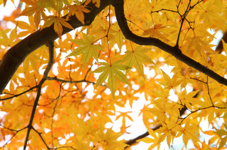 Japanese maple, Autumn leavesの写真素材