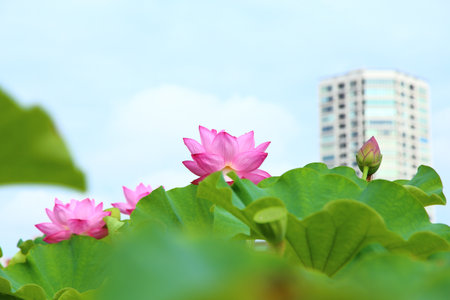 Lotus flowers in Tokyoの写真素材
