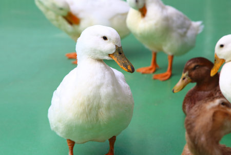 White ducksの写真素材