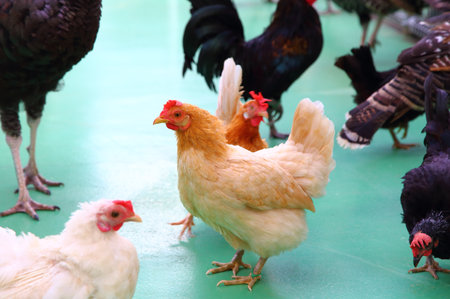 Chickens