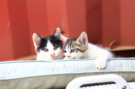 Little kittensの写真素材