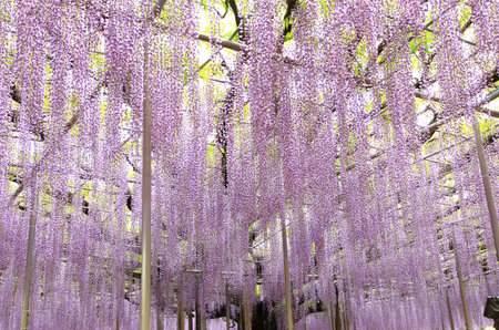 Purple wisteria blossom tree at Ashikaga Flower Parkの写真素材