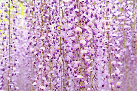 Purple wisteria blossoms at Ashikaga Flower Parkの写真素材
