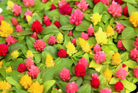 Colorful celosia flowersの写真素材