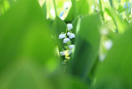 Lily of the valley