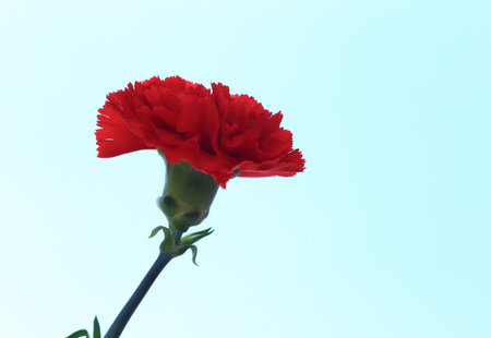 Red carnation flower against a blue skyの写真素材