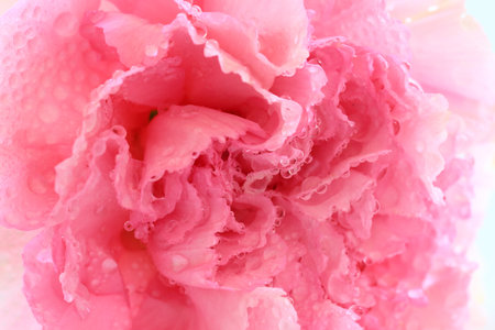 Pink flower with water dropletsの写真素材