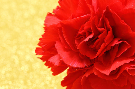 Red carnation flower close upの写真素材
