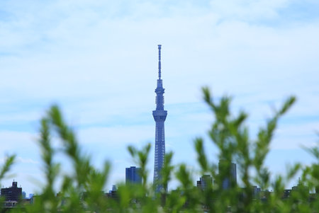 Tokyo Skytree with green leavesのeditorial素材