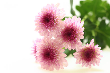 Purple chrysanthemum flowersの写真素材