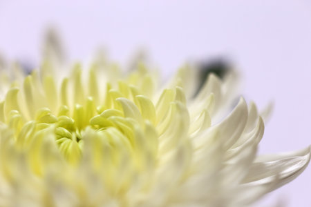 Close up of white chrysanthemum on pale purple backgroundの写真素材
