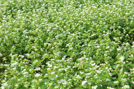 Buckwheat flower field