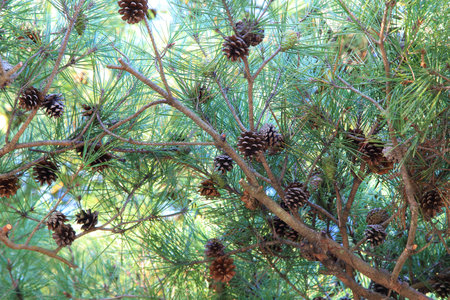 Pine cone on pine tree