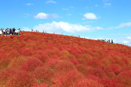 Red kochia in Hitachi Seaside Parkの写真素材