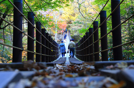 Suspension bridge in autumn forestの写真素材