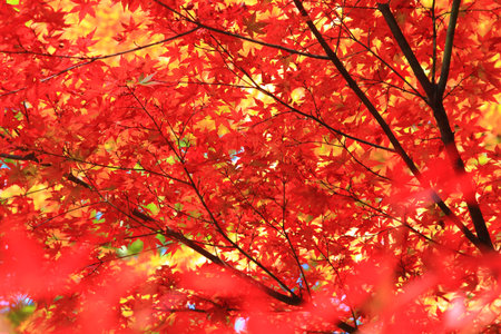 Red maple leaves in autumn