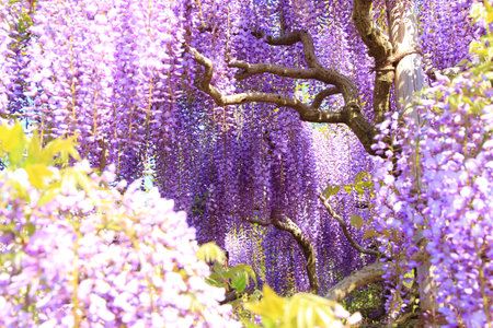Beautiful Wisteria Flowerの写真素材