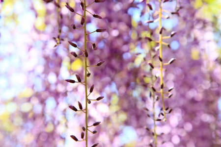 Wisteria Flower Budsの写真素材
