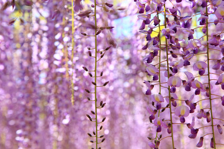 Wisteria Flowers and Budsの写真素材