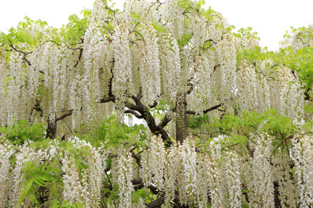 White wisteria in full bloomの写真素材