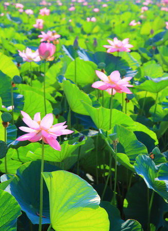 Lotus flower in full bloomの写真素材