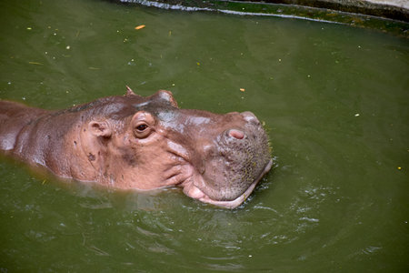 The hippocampus is in the pond.