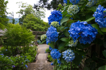 Hydrangeas and Shrinesの写真素材