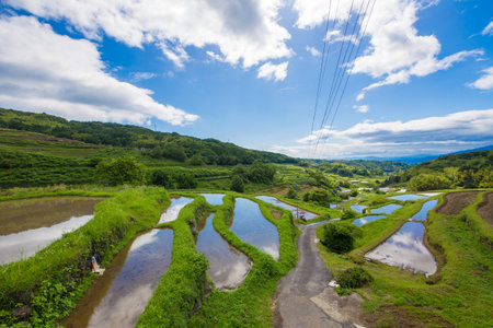Blue sky and rice fieldの写真素材