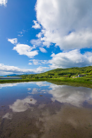 Blue sky and rice fieldの写真素材