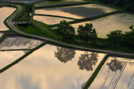 Rice paddies at duskの写真素材