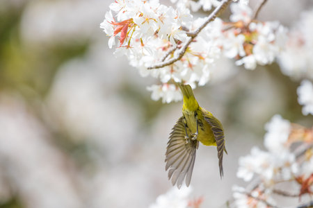 Cherry blossoms and Japanese white-eyeの写真素材