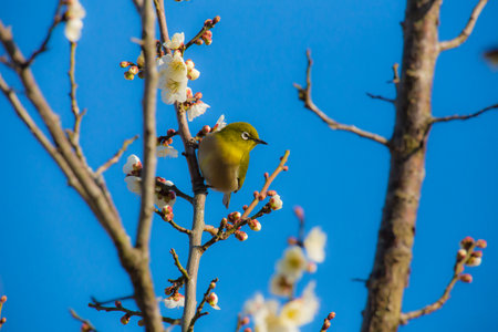 Cherry blossoms and Japanese white-eyeの写真素材